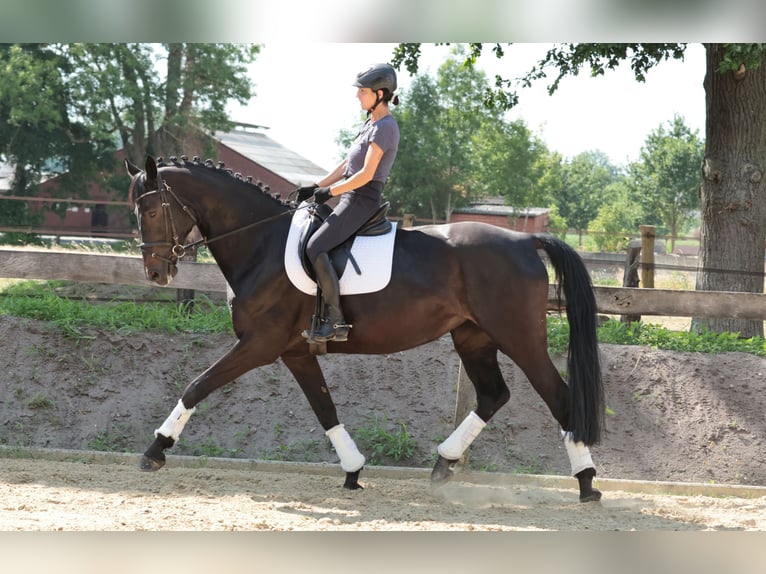 Westfale Stute 7 Jahre 175 cm Dunkelbrauner in Tecklenburg