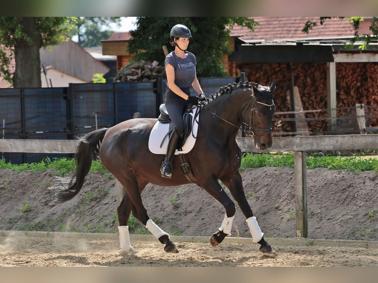 Westfale Stute 7 Jahre 175 cm Dunkelbrauner in Tecklenburg