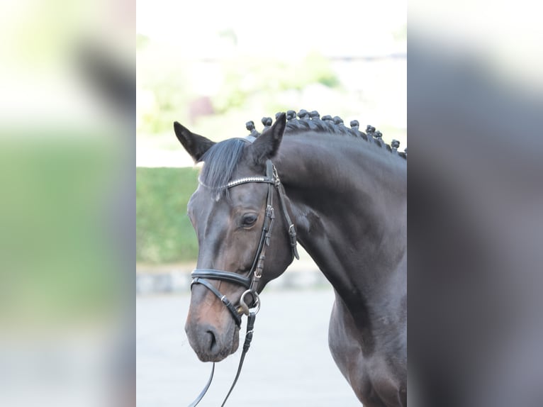 Westfale Stute 7 Jahre 175 cm Dunkelbrauner in Tecklenburg