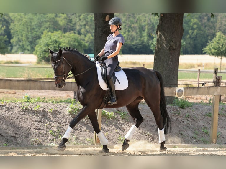 Westfale Stute 7 Jahre 175 cm Dunkelbrauner in Tecklenburg