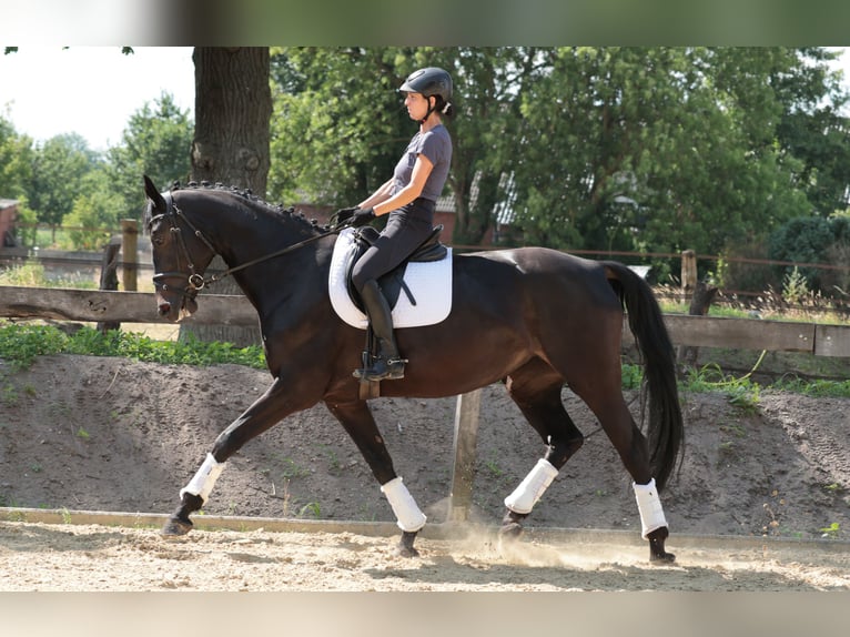 Westfale Stute 7 Jahre 175 cm Dunkelbrauner in Tecklenburg