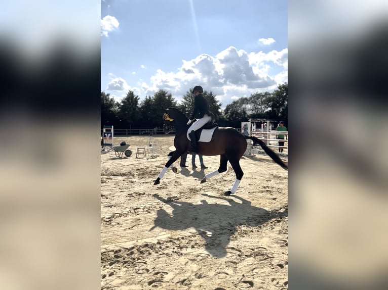 Westfale Stute 7 Jahre 175 cm Schwarzbrauner in Salzkotten
