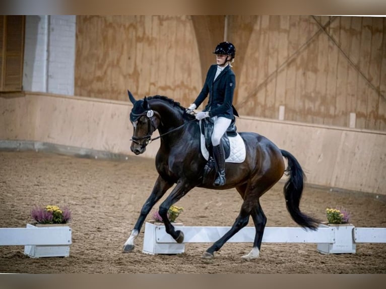 Westfale Stute 7 Jahre 175 cm Schwarzbrauner in Salzkotten
