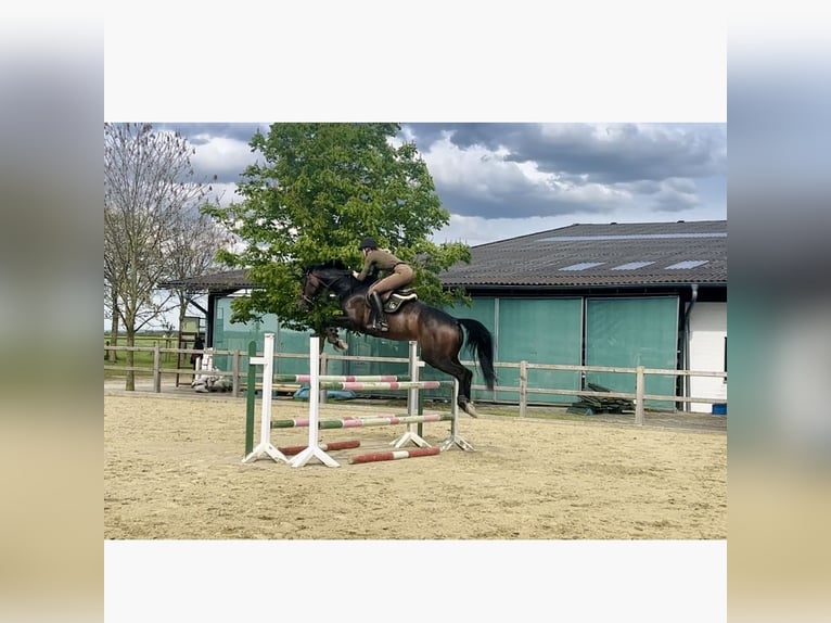 Westfale Stute 7 Jahre 175 cm Schwarzbrauner in Salzkotten
