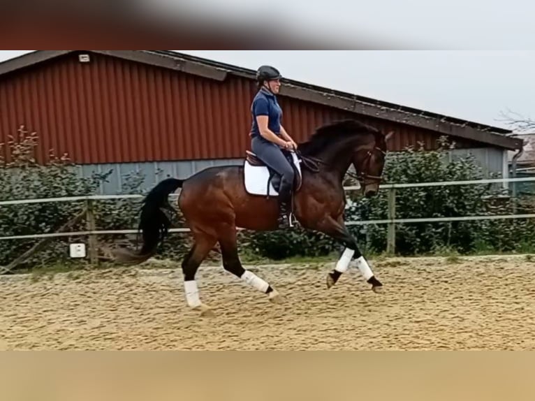 Westfale Stute 7 Jahre 177 cm Dunkelbrauner in Blomberg