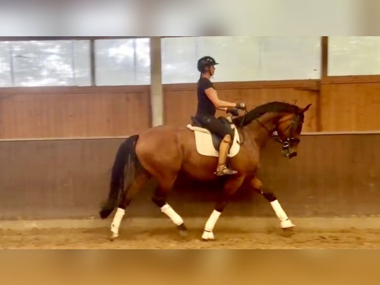 Westfale Stute 7 Jahre 178 cm Brauner in Hamburg Osdorf