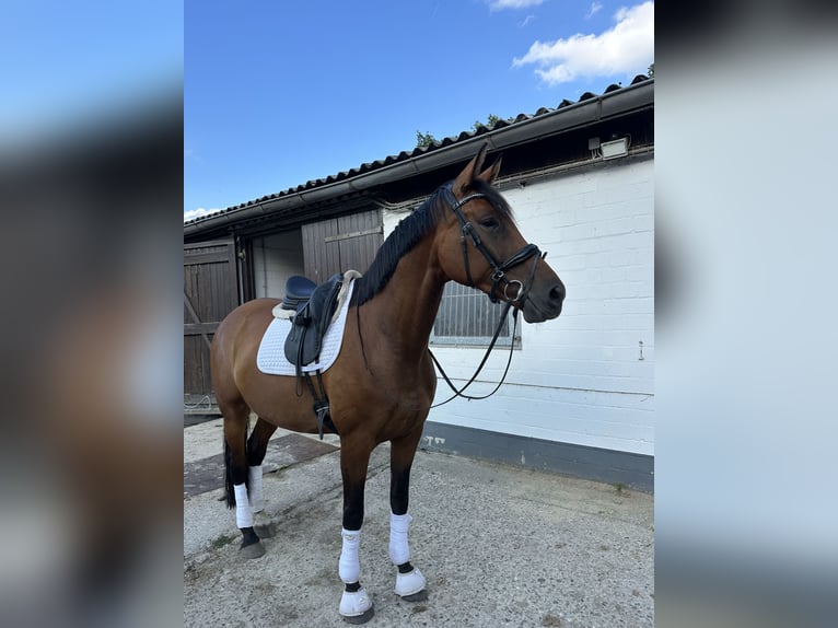 Westfale Stute 7 Jahre 178 cm Brauner in Hamburg Osdorf
