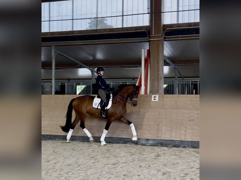 Westfale Stute 7 Jahre 178 cm Brauner in Windesheim