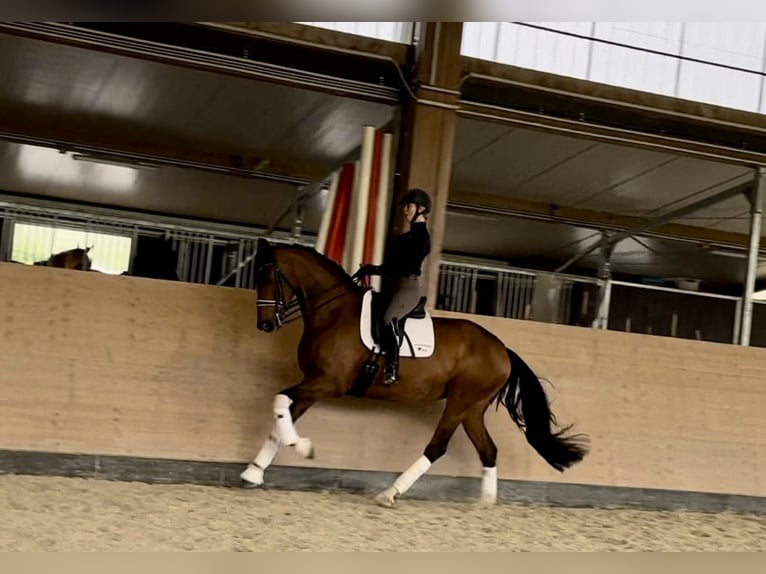 Westfale Stute 7 Jahre 178 cm Brauner in Windesheim