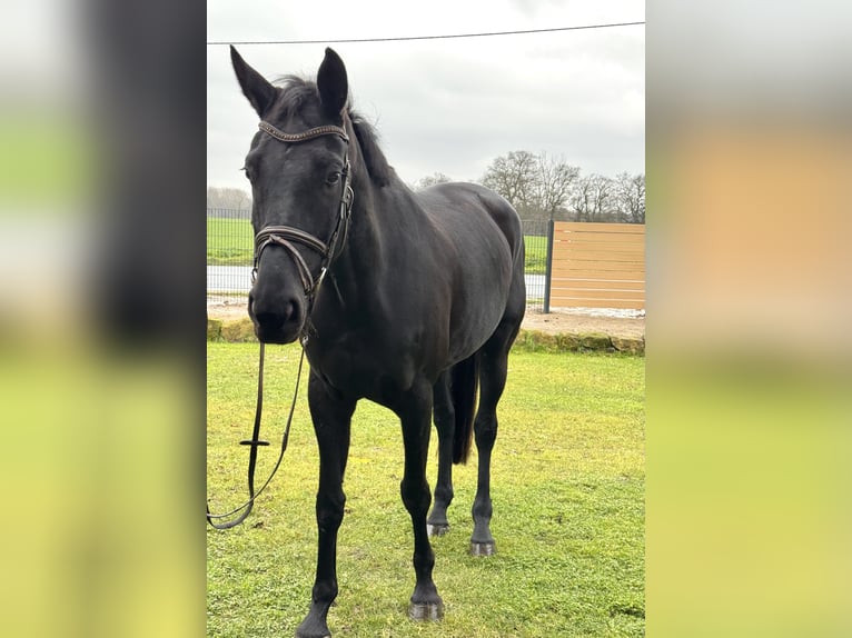 Westfale Stute 7 Jahre 178 cm Rappe in Selm