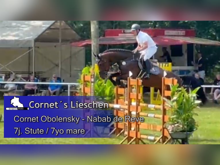 Westfale Stute 7 Jahre 180 cm Dunkelbrauner in Gadow