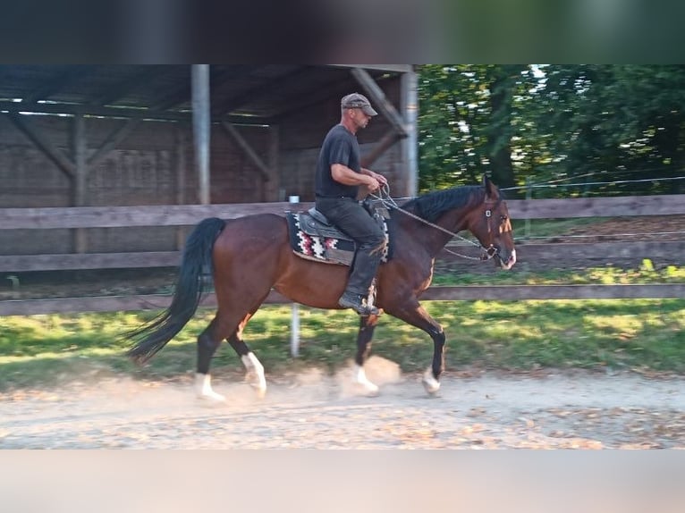 Westfale Stute 8 Jahre 157 cm Rotbrauner in Prague