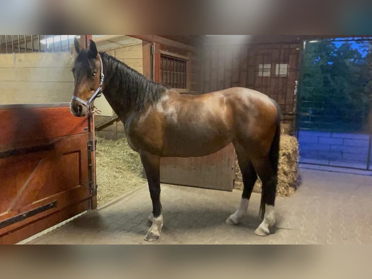 Westfale Stute 8 Jahre 157 cm Rotbrauner in Prague