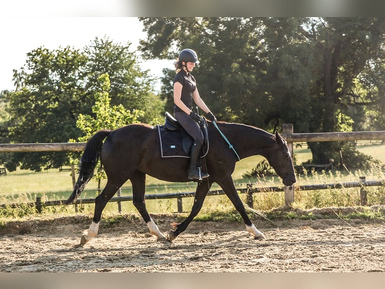 Westfale Stute 8 Jahre 158 cm Rappe in Oer-Erkenschwick
