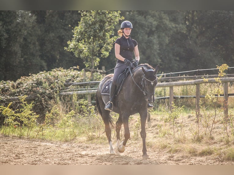 Westfale Stute 8 Jahre 158 cm Rappe in Oer-Erkenschwick