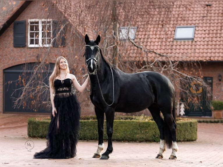 Westfale Stute 8 Jahre 158 cm Rappe in Oer-Erkenschwick