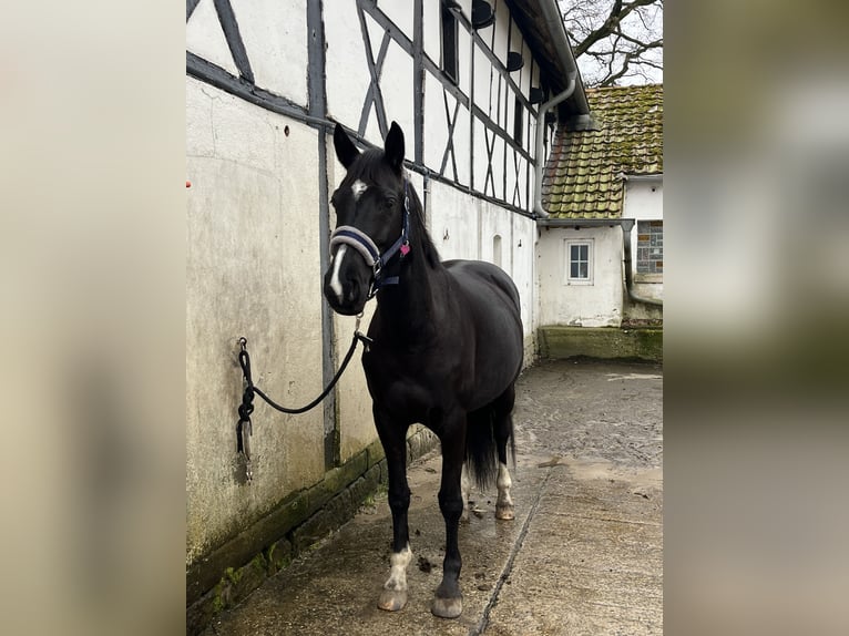 Westfale Stute 8 Jahre 158 cm Rappe in Oer-Erkenschwick