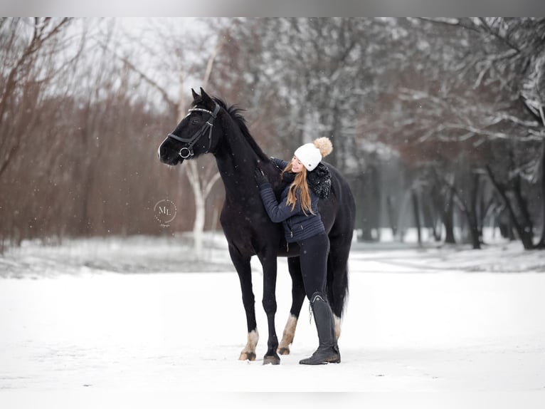 Westfale Stute 8 Jahre 158 cm Rappe in Oer-Erkenschwick