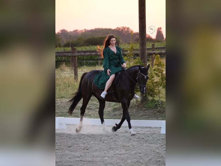 Westfale Stute 8 Jahre 158 cm Rappe in Oer-Erkenschwick