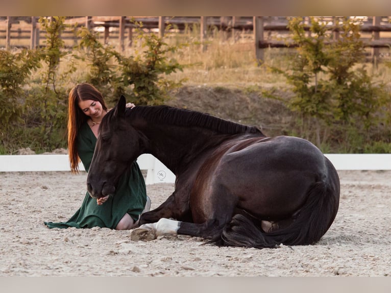 Westfale Stute 8 Jahre 158 cm Rappe in Oer-Erkenschwick