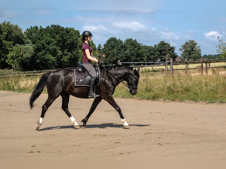 Westfale Stute 8 Jahre 158 cm Rappe in Oer-Erkenschwick