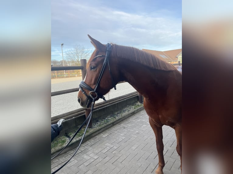 Westfale Stute 8 Jahre 160 cm Fuchs in Kerpen