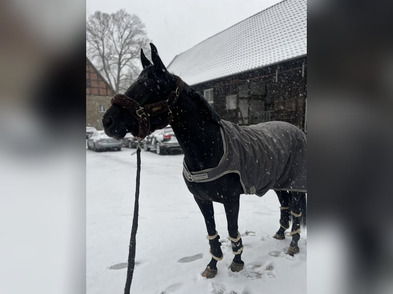 Westfale Stute 8 Jahre 160 cm Rappe in Hamm