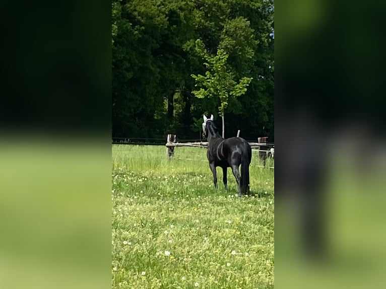 Westfale Stute 8 Jahre 160 cm Rappe in Hamm