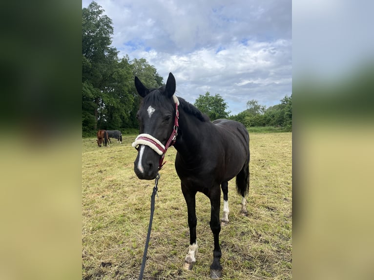 Westfale Stute 8 Jahre 160 cm Rappe in Oer-Erkenschwick