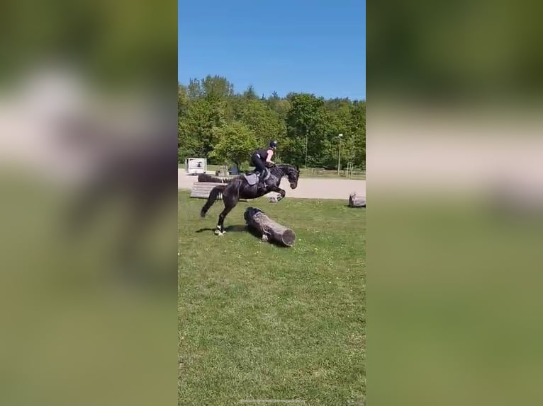 Westfale Stute 8 Jahre 160 cm Rappe in Oer-Erkenschwick