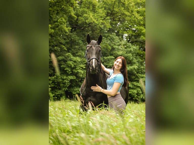 Westfale Stute 8 Jahre 160 cm Rappe in Oer-Erkenschwick