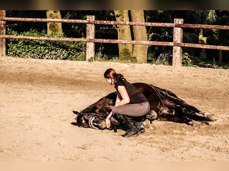 Westfale Stute 8 Jahre 160 cm Rappe in Oer-Erkenschwick