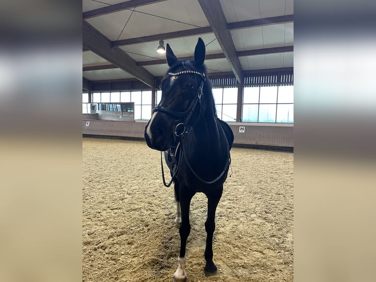 Westfale Stute 8 Jahre 160 cm Rappe in Oer-Erkenschwick
