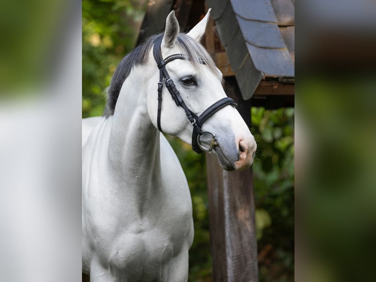 Westfale Stute 8 Jahre 161 cm Schimmel in Wesel