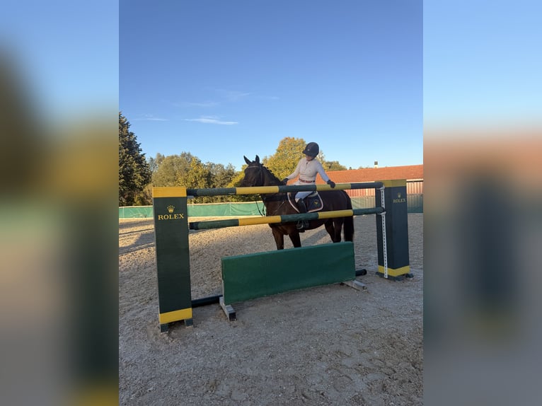 Westfale Stute 8 Jahre 163 cm Schwarzbrauner in Altusried