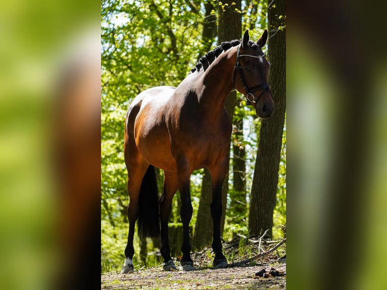 Westfale Stute 8 Jahre 164 cm Brauner in Nettersheim