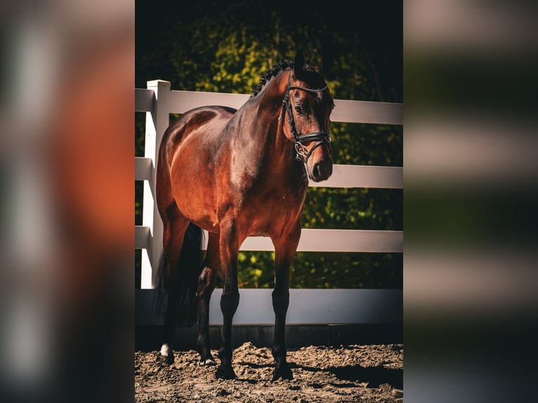 Westfale Stute 8 Jahre 164 cm Brauner in Nettersheim