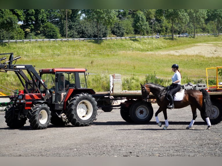 Westfale Stute 8 Jahre 164 cm Brauner in Nettersheim