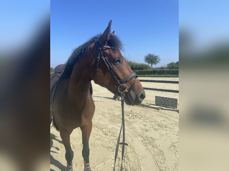 Westfale Stute 8 Jahre 164 cm Brauner in Salzkotten