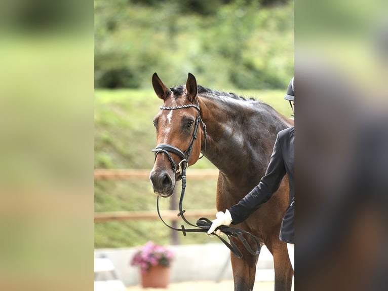 Westfale Stute 8 Jahre 164 cm Brauner in Salzkotten