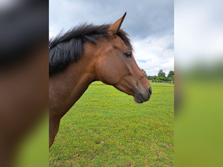 Westfale Stute 8 Jahre 164 cm Brauner in Emsdetten