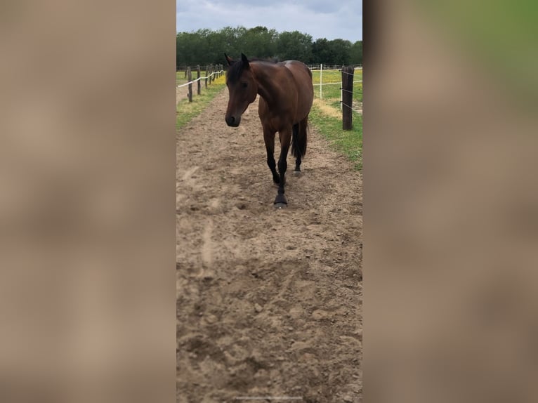 Westfale Stute 8 Jahre 164 cm Brauner in Emsdetten