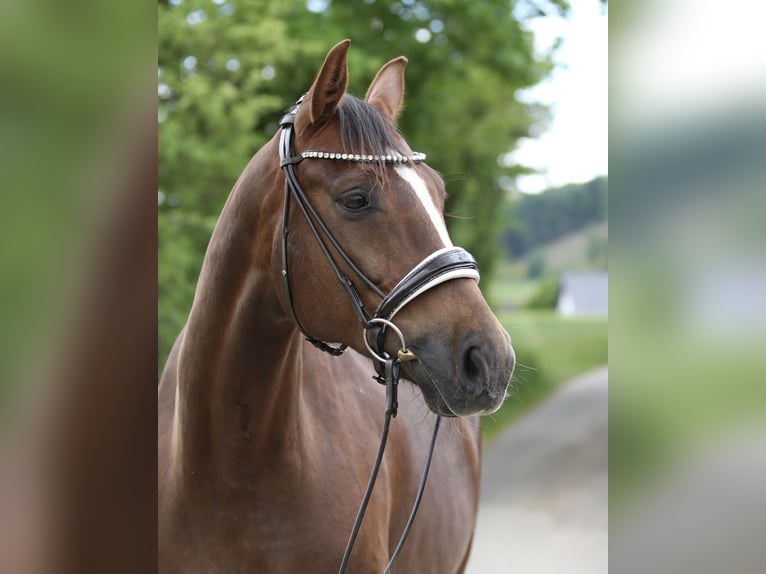 Westfale Stute 8 Jahre 164 cm Dunkelfuchs in Attendorn