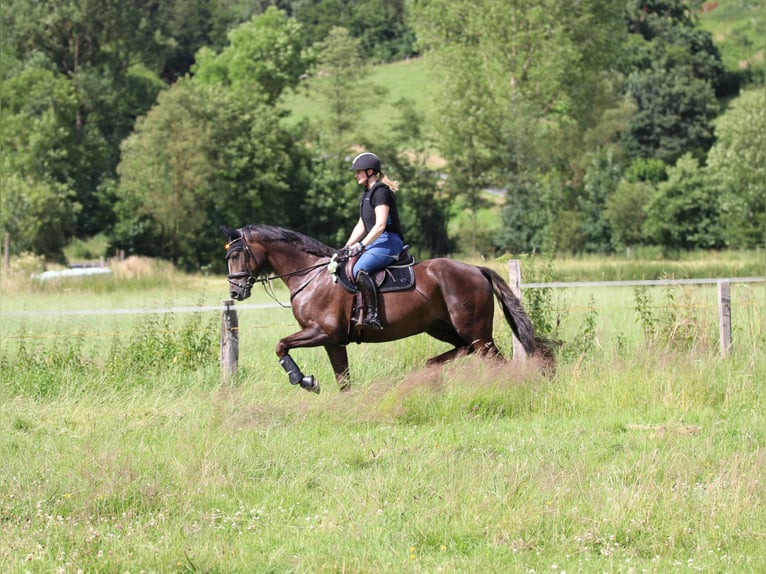 Westfale Stute 8 Jahre 164 cm Dunkelfuchs in Attendorn
