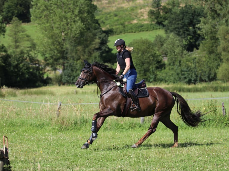 Westfale Stute 8 Jahre 164 cm Dunkelfuchs in Attendorn