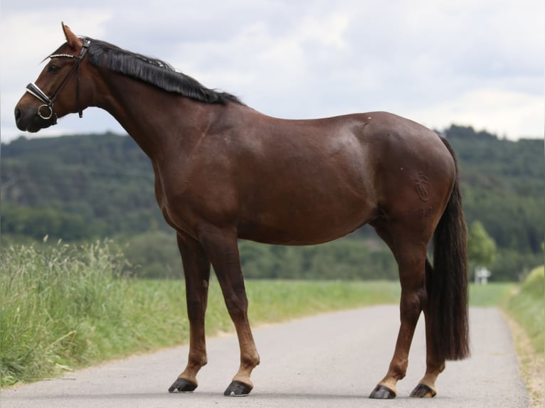 Westfale Stute 8 Jahre 164 cm Dunkelfuchs in Attendorn