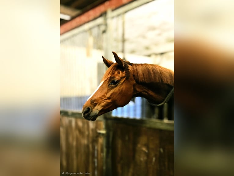 Westfale Stute 8 Jahre 164 cm Fuchs in Warendorf