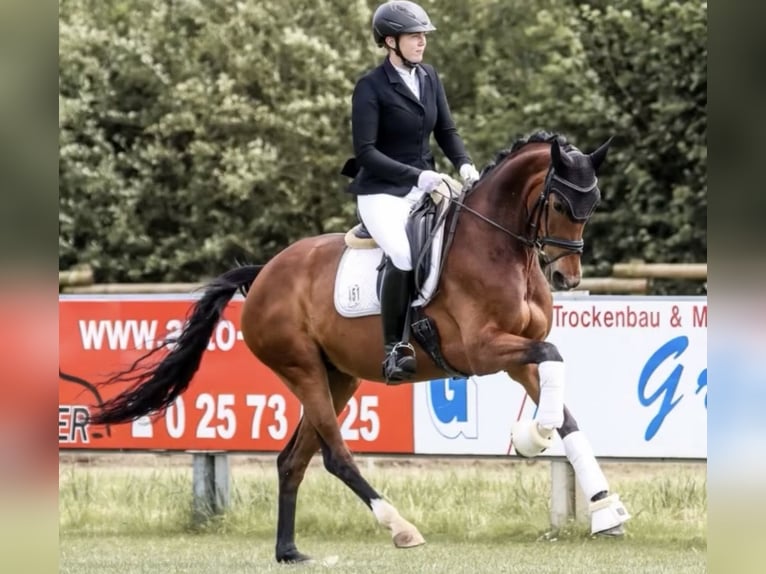 Westfale Stute 8 Jahre 165 cm Brauner in AltenbergeAltenberge