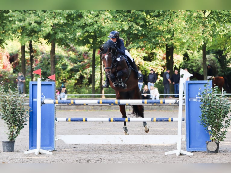 Westfale Stute 8 Jahre 165 cm Brauner in Mönchengladbach