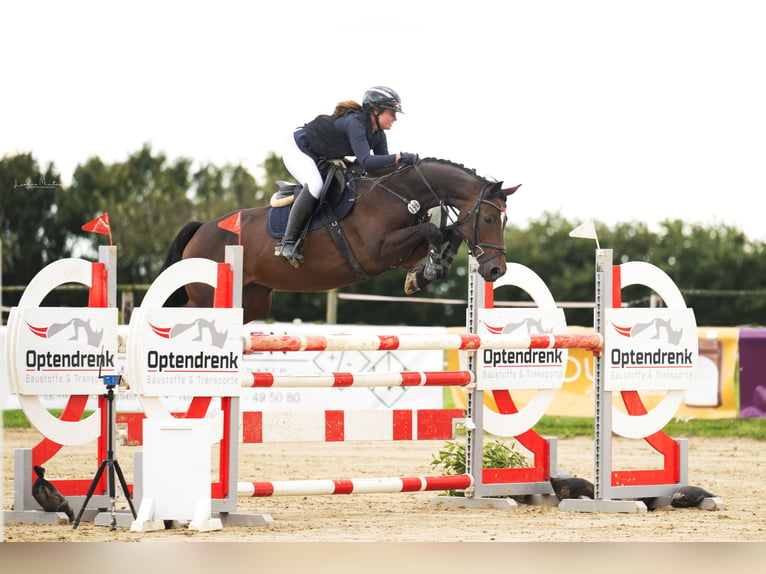 Westfale Stute 8 Jahre 165 cm Brauner in Mönchengladbach